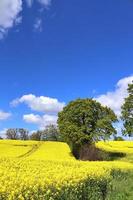 campo amarelo de floração estupro e árvore contra um céu azul com nuvens, fundo de paisagem natural com espaço de cópia, alemanha europa foto