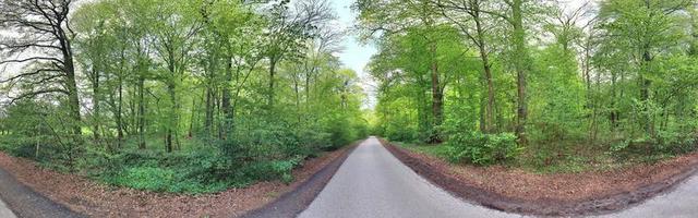 bela vista para uma densa floresta verde com luz solar brilhante lançando sombra profunda foto