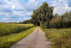 bela vista em estradas rurais com árvores e campos durante o outono foto