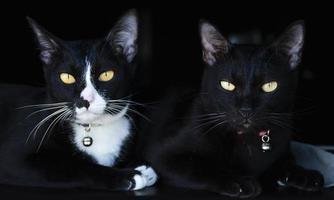 retrato dois gato preto em fundo preto foto