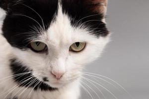 cara de gatinho preto e branco, animal de estimação com raiva foto