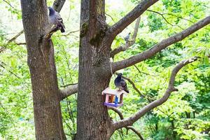 pombos sentam-se em árvores e alimentador de pássaros no parque da cidade foto