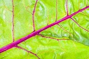 folha verde com veias vermelhas de close-up de beterraba de jardim foto