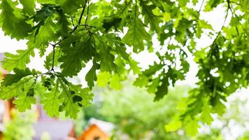 folhas verdes de carvalho na aldeia no verão foto