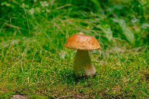 cogumelo boletus edulis cresce a partir de musgo foto