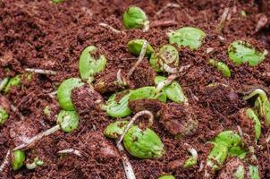brotos de feijão torcido ou parkia speciosa crescendo em solo misturado com fibra de coco foto
