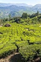 plantações de chá nas montanhas de munnar