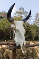 crânio de búfalo em fram foto