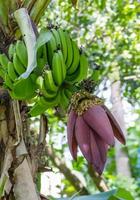 flor de bananeira na árvore foto