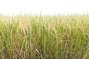 campos de arroz nos trópicos em branco foto