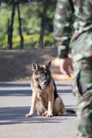 treinando cães de guerra foto