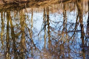 reflexão de árvores nuas na água do rio na primavera foto