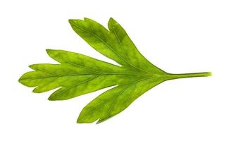 folha verde fresca de erva salsa isolada em branco foto