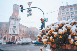 neve nas flores no pote, vasos de flores nas ruas foto