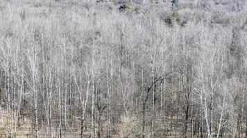 vista panorâmica de árvores nuas na floresta na primavera foto