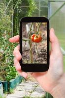 fotografias turísticas de estufa com tomates foto