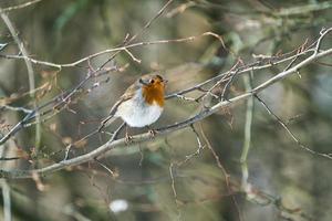 sinle robin no inverno foto