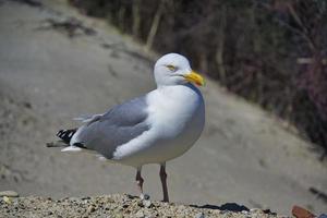 gaivota de arenque europeu em heligoland foto