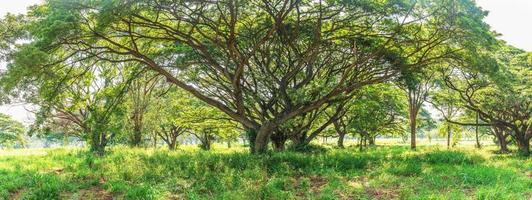 floresta tropical panorâmica foto