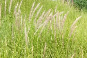 imperata cylindrica beauv de capim de penas na natureza foto