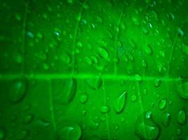 fundo de folha verde com pingos de chuva foto