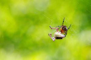 a aranha ataca sua presa, um gafanhoto gafanhoto, e a envolve em teias. foto