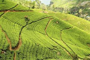 plantação de chá