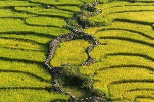 terraço de campo de arroz amarelo e verde. foto