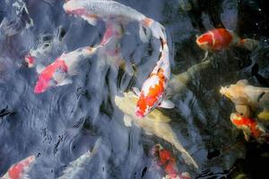 lindo peixe koi na lagoa foto