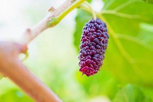 frutas frescas de amora vermelha no galho de árvore foto