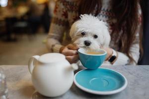 linda mulher está segurando seu cachorro fofo, tomando café no café foto