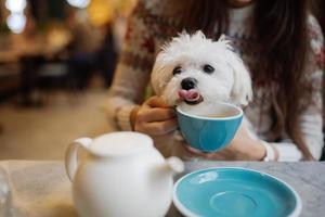 linda mulher está segurando seu cachorro fofo, tomando café no café foto