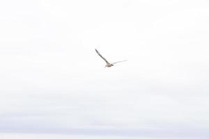 gaivota única com a asa aberta. céu nublado com tons de azul. belo pássaro deslizando pelo ar, provavelmente procurando por comida. penas brancas e marrons vistas. foto
