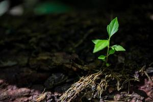 jovem pequeno crescimento verde nova vida no solo na natureza ecologia. cuide de plantar árvores e cultivar mudas e proteger no jardim na terra no dia mundial do meio ambiente. conceito de agricultura ambiental de desenvolvimento foto