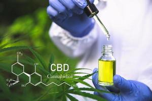 cannabis da fórmula cbd canabidiol. óleo de cânhamo, extrato de cannabis de óleo cbd, conceito de cannabis medicinal, foto