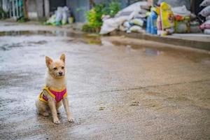 cachorrinho fofo na vila etong na cidade de kanchanaburi, tailândia.pilok, a mina antiga, perto da fronteira tailandesa-mianmar foto