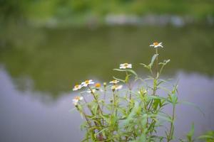 flores de margarida comuns ao lado do lago na aldeia foto