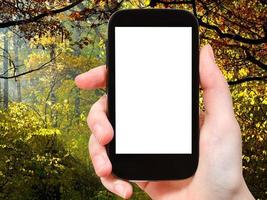 smartphone com tela cortada e bosques de outono foto