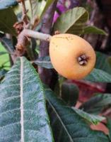 fruta de nêspera com folha de uma árvore. comida saudável tropical exótica. foto