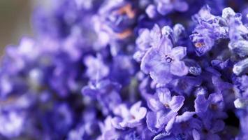 campos de lavanda florescem em hokkaido japão para relaxar no verão ou na primavera. foto