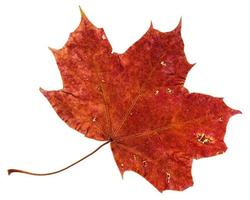 folha caída marrom vermelha da árvore de bordo isolada foto
