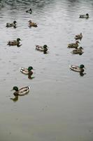 patos na chuva foto