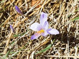 colchicum autumnale flor no outono foto