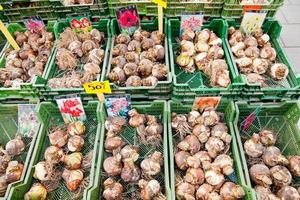 vendas de bulbos de tulipa no mercado de rua em estocolmo, suécia foto