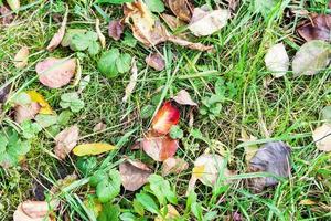 folhas caídas multicoloridas no gramado verde no jardim foto