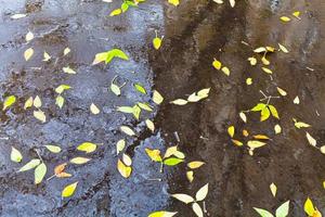 folhas amarelas caídas na chuva poça urbana foto