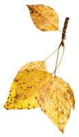 galho com folhas de outono amarelas de álamo foto