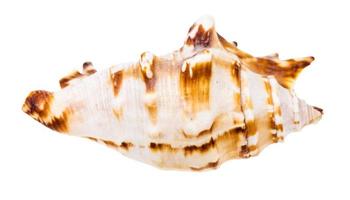 concha de caracol marinho isolado em branco foto