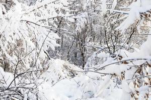 vista através de galhos na floresta na manhã de inverno foto