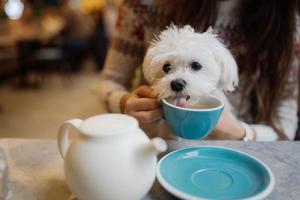 linda mulher está segurando seu cachorro fofo, tomando café no café foto